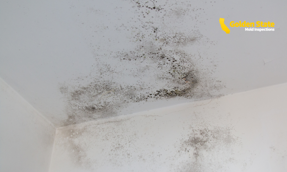 How Mold Testing Los Angeles Helps Establish Timelines for Mold Exposure