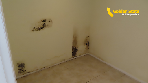 Who Can Test for Mold for Free?